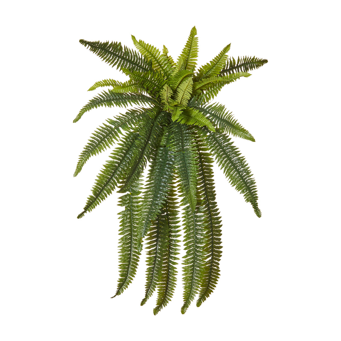 Rogue Boston Wall Fern Green