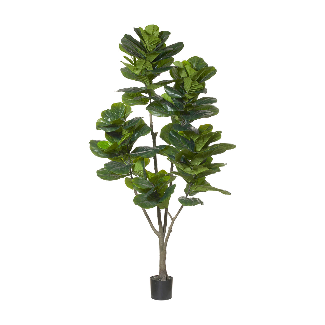 Rogue Giant Fiddle Tree Green