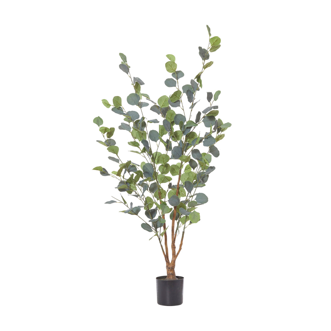 Rogue Eucalyptus Tree Green