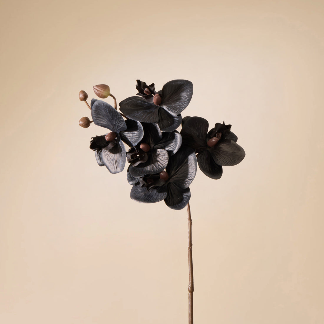Faux Phalaenopsis Orchid Stem| Black - 56cm