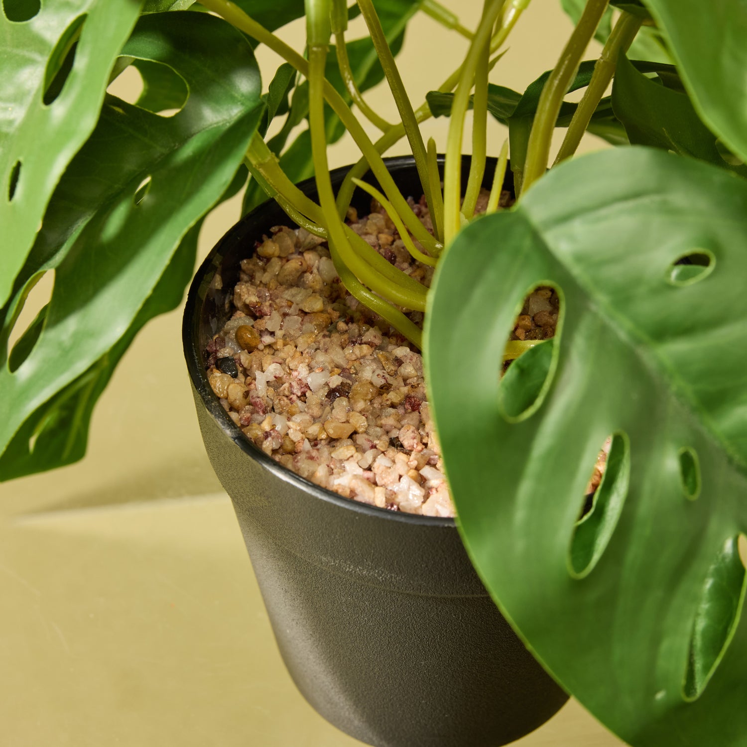 variegated monstera adansonii australia Artificial Monstera Adansonii - Garden Pot | 26cm