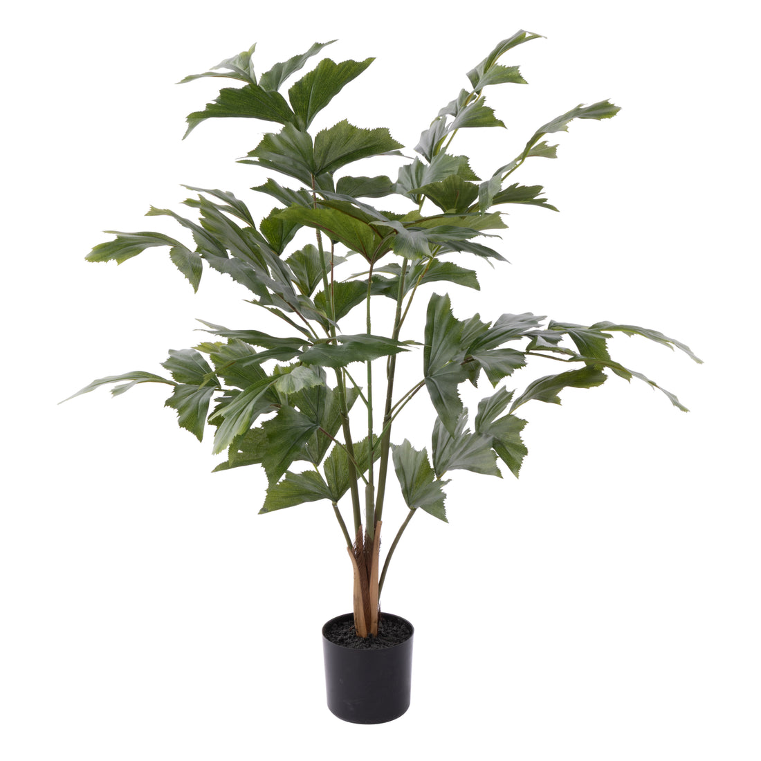 Rogue Caryota Palm Tree - Garden Pot Green