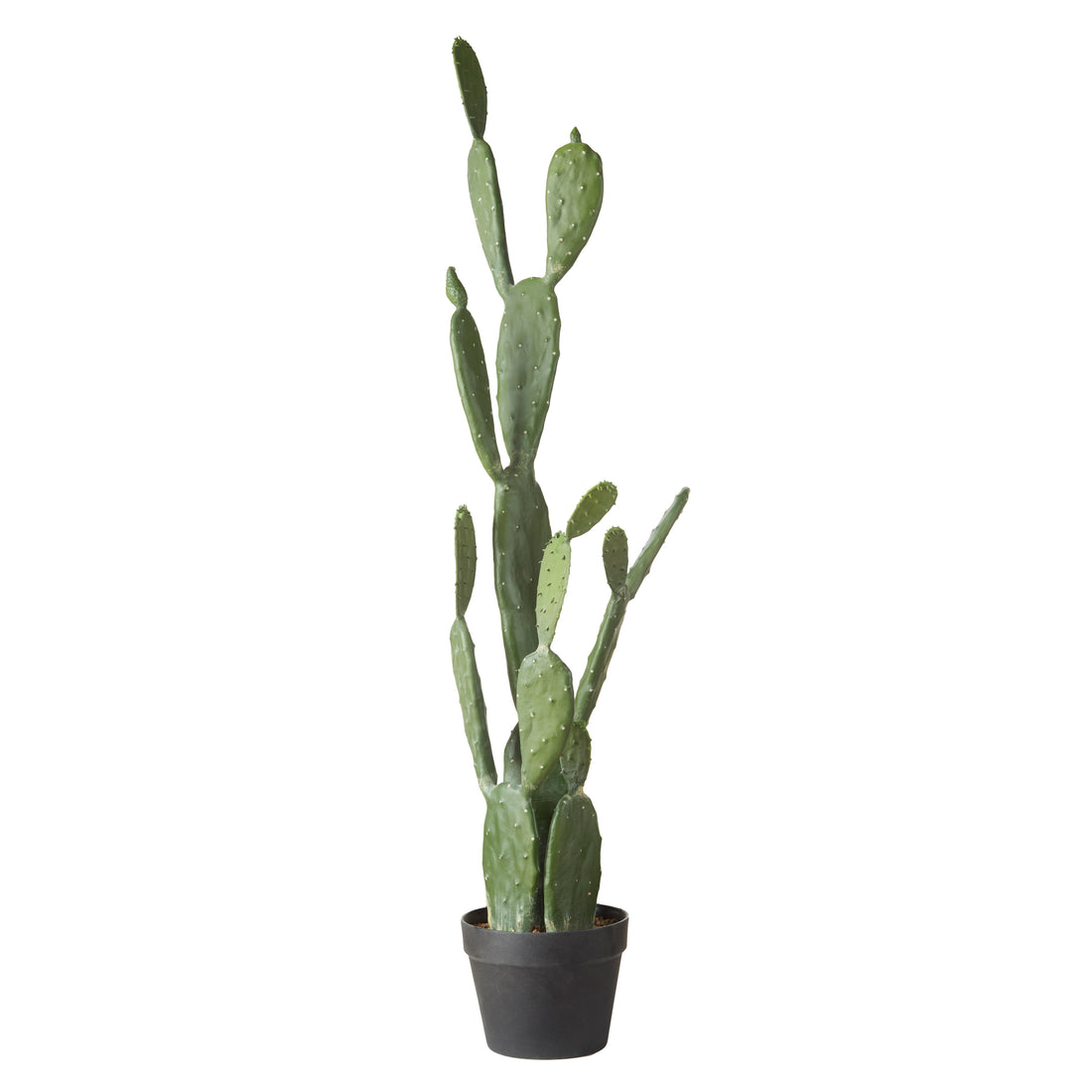Rogue Pear Cactus - Garden Pot Green