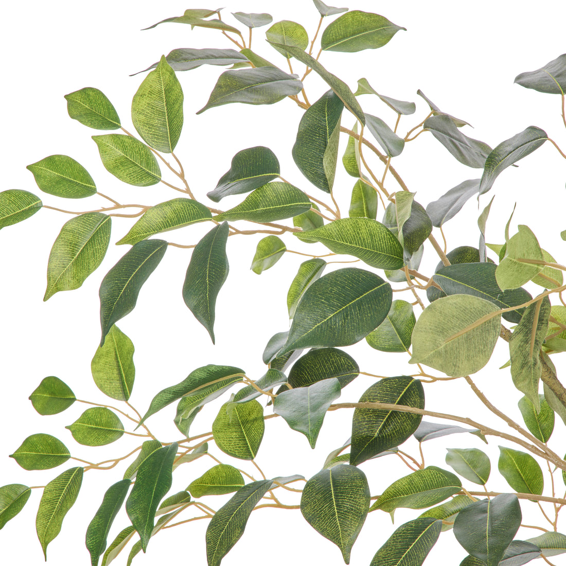 Rogue Ficus Tree Pot  Green