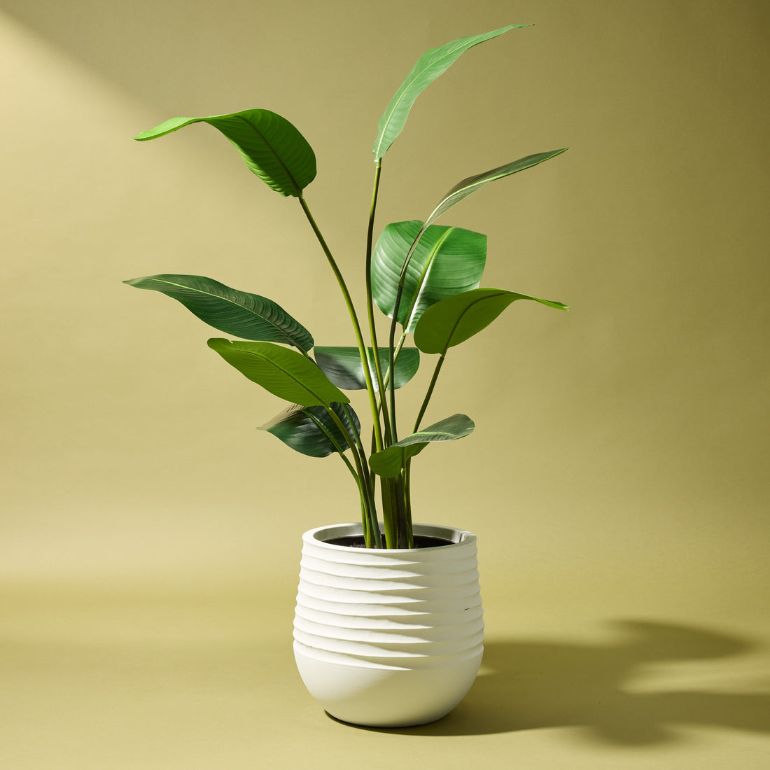 Faux Bird of Paradise - Ryker Planter | White - 150cm