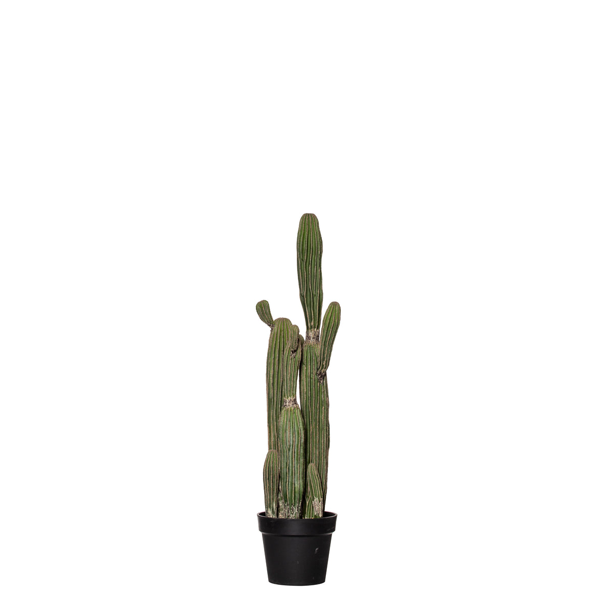 Rogue Saguaro Cactus - Garden Pot Green