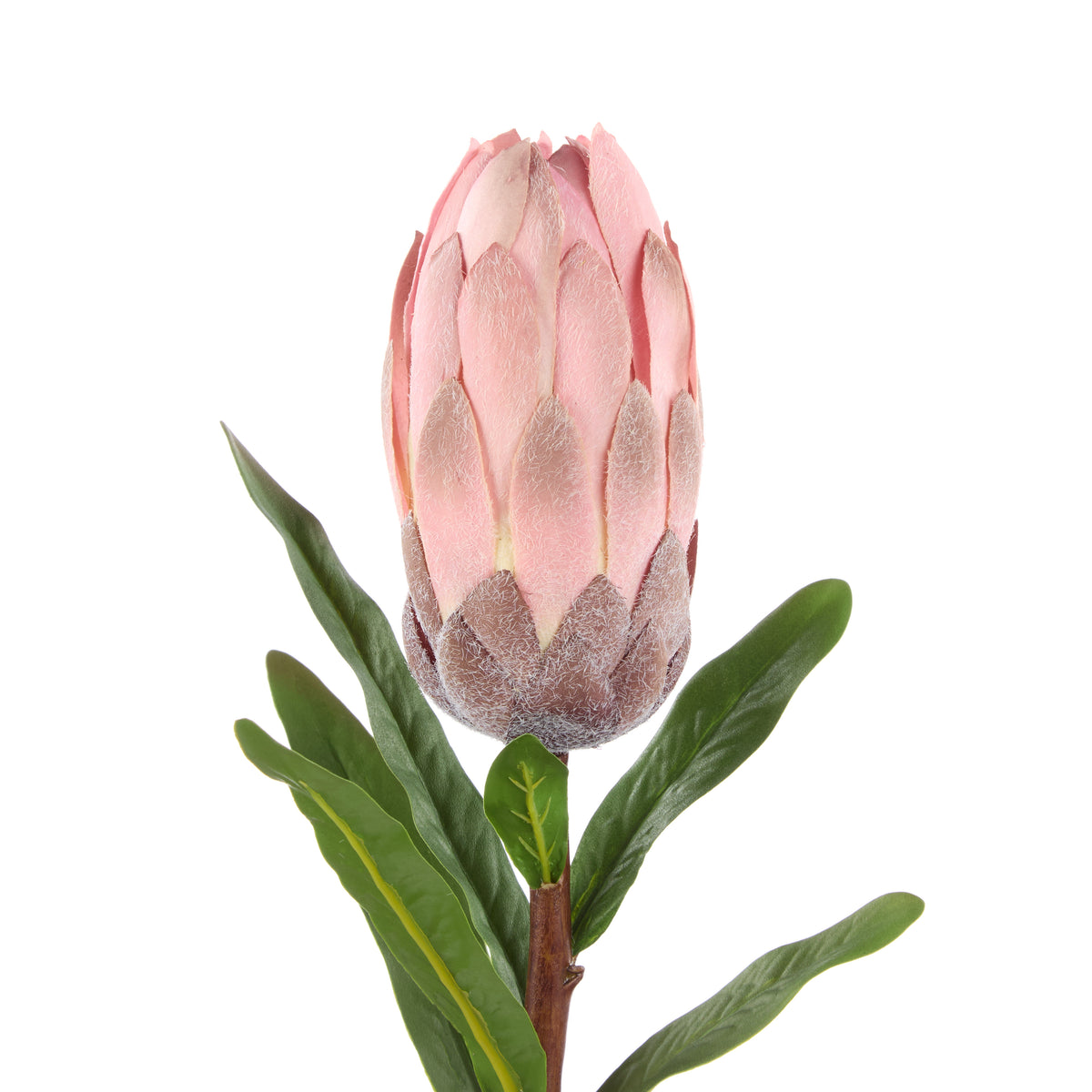 Rogue Protea Stem Pink