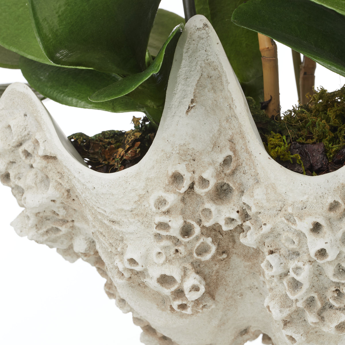 Rogue Phalaenopsis - Seychelles Clam White