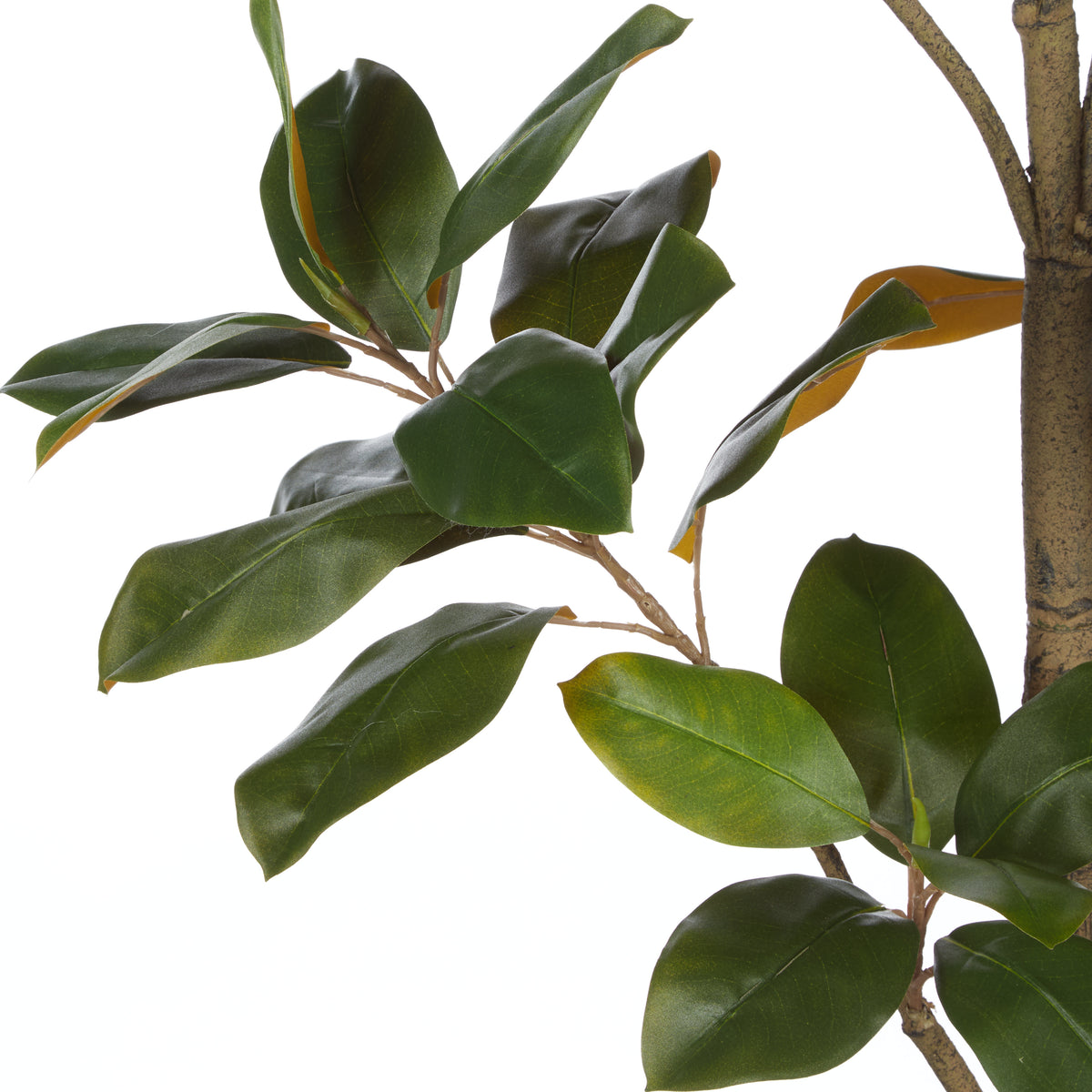 Rogue Magnolia Tree - Rustic Stone Look Pot Green