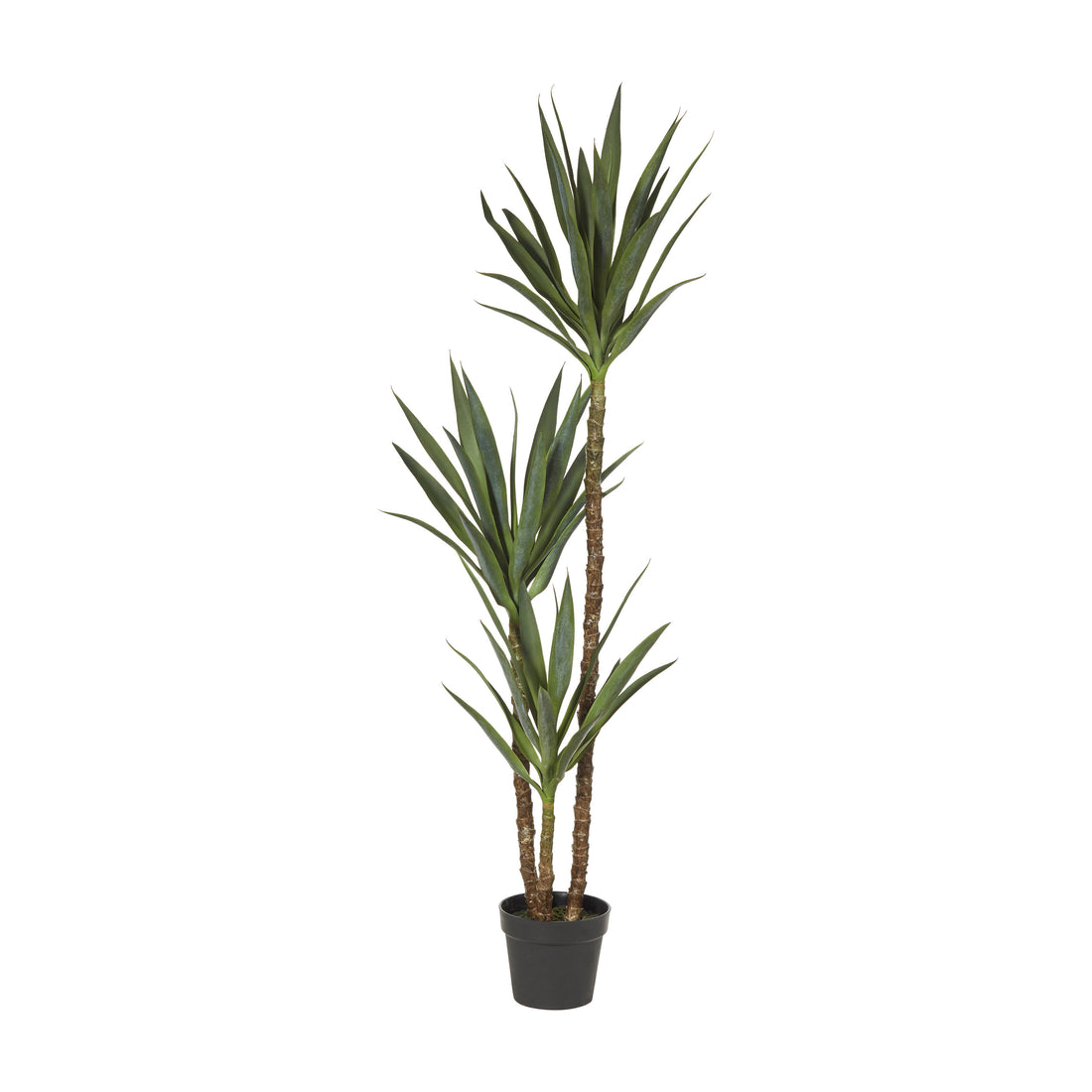 Rogue Dracaena Tree Green
