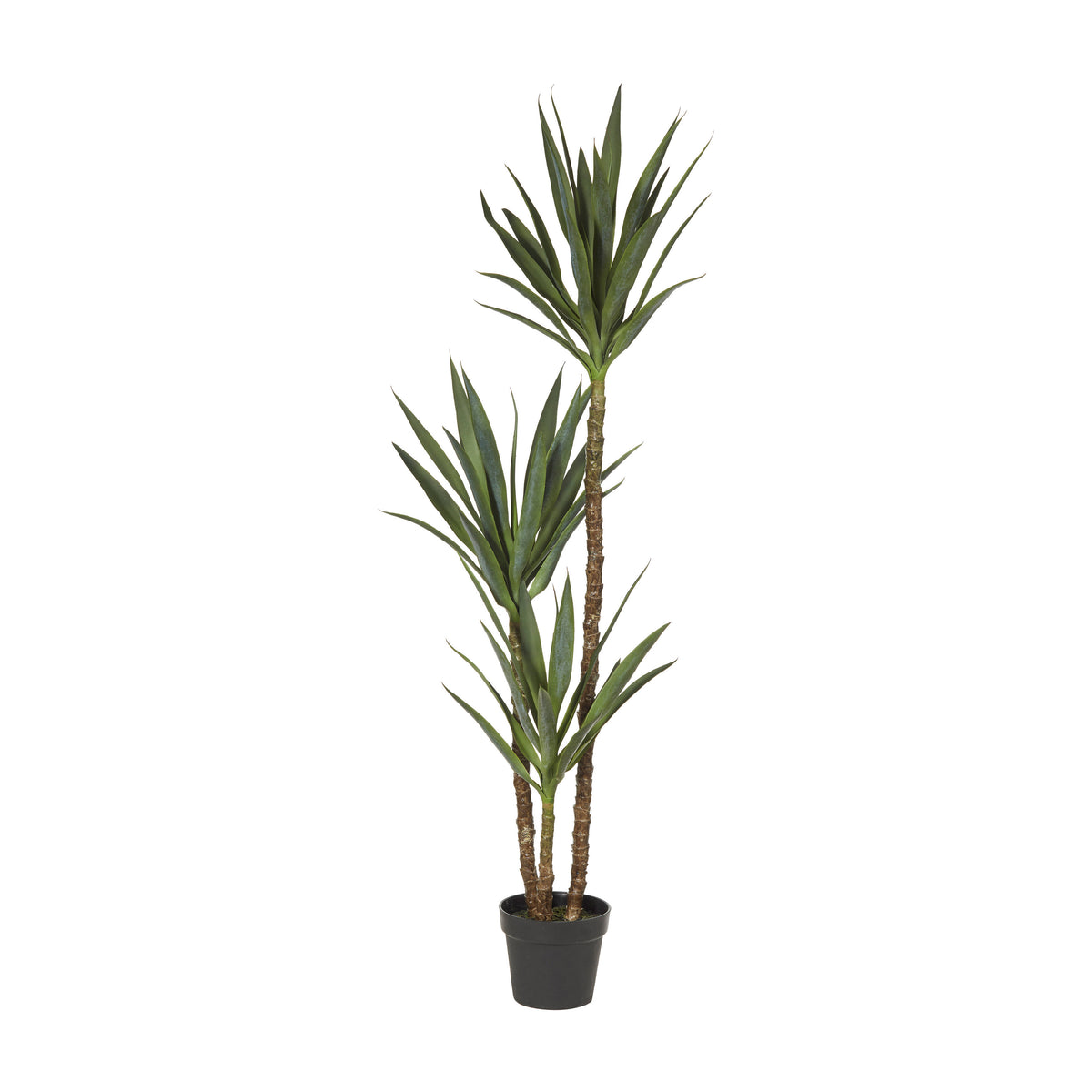 Rogue Dracaena Tree Green