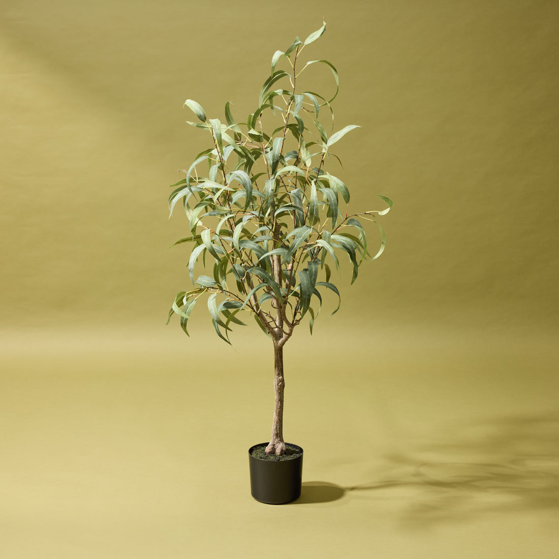 Eucalyptus Willow Tree - Lyon Planter | 127cm | Three Birds Set