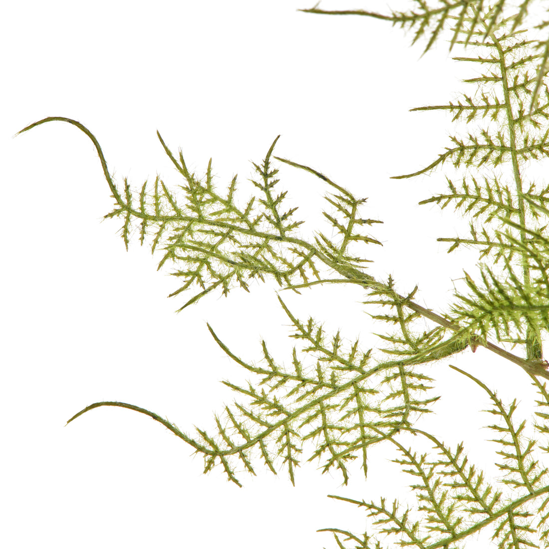 Rogue Fern Spray Green
