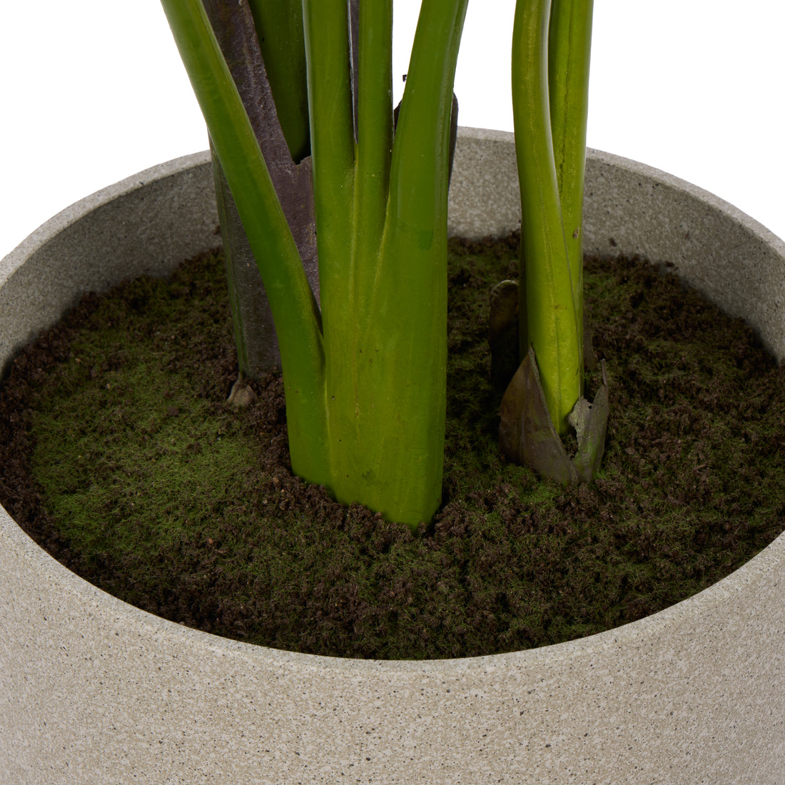 Rogue Giant Bird Of Paradise - Cylinder Planter Green