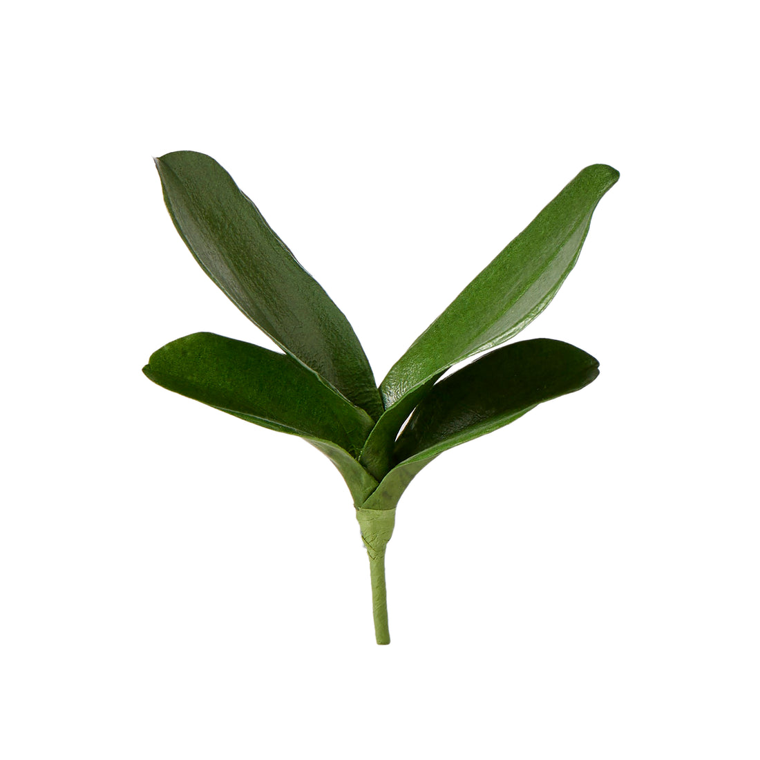 Rogue Phalaenopsis Foliage Green