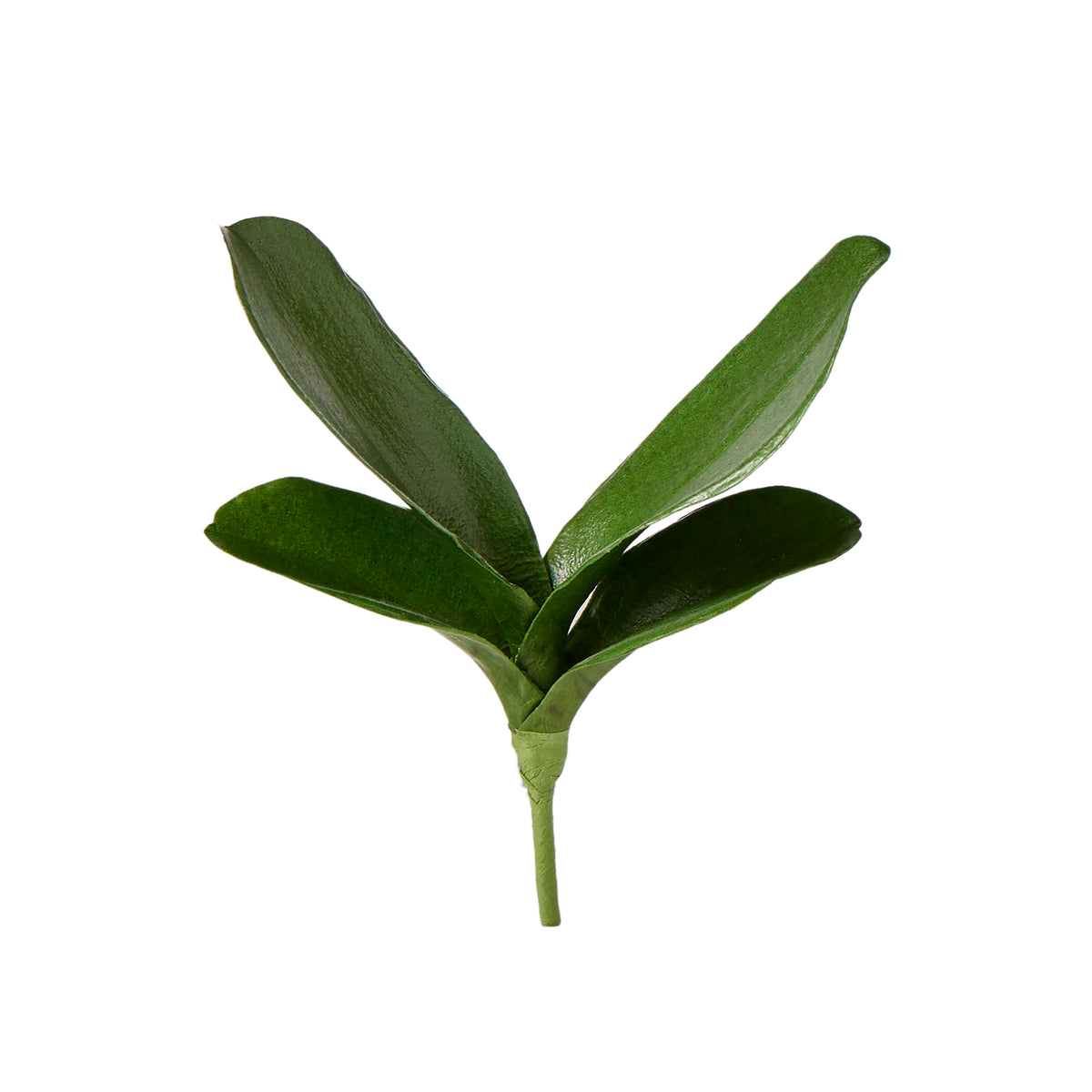 Rogue Phalaenopsis Foliage Green