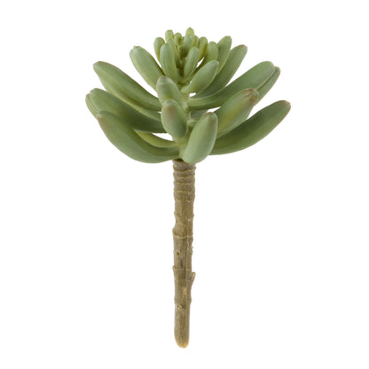 Rogue Mini Echeveria Green