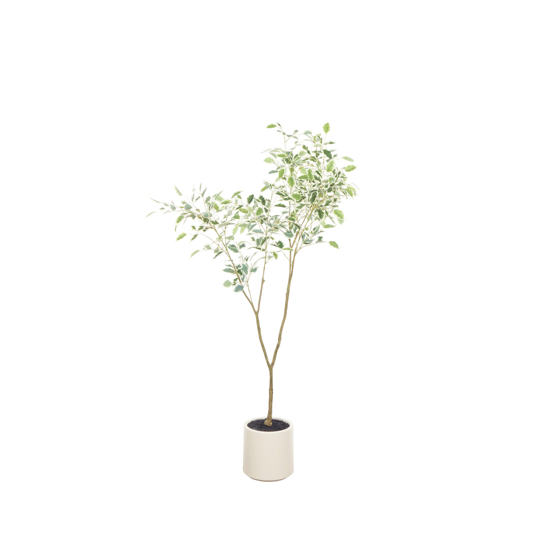 Rogue Ficus Tree Potted Green &amp; White