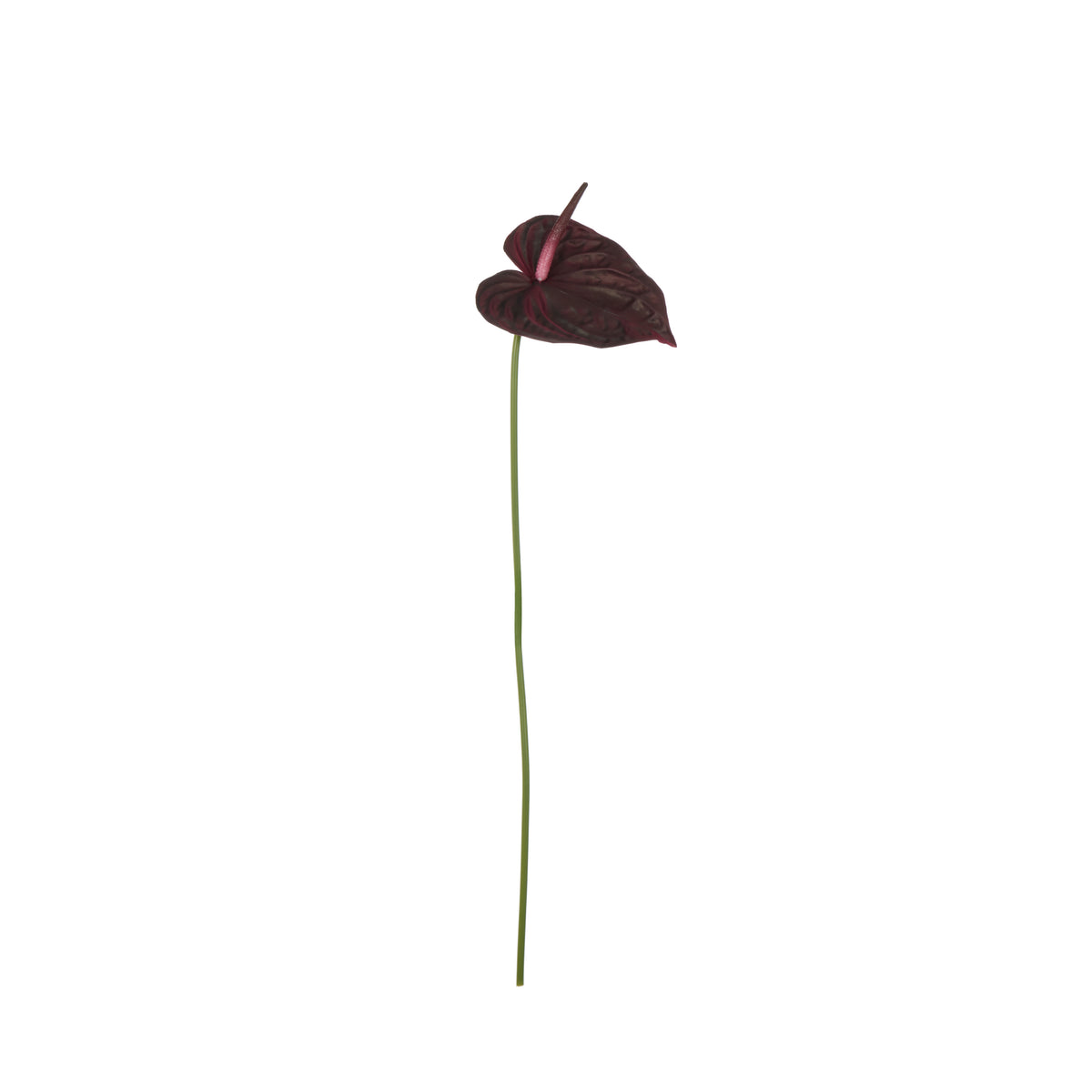 Rogue Anthurium Stem Burgundy
