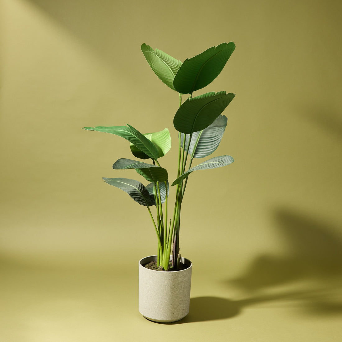 Faux Giant Bird Of Paradise - Cylinder Planter | 200cm