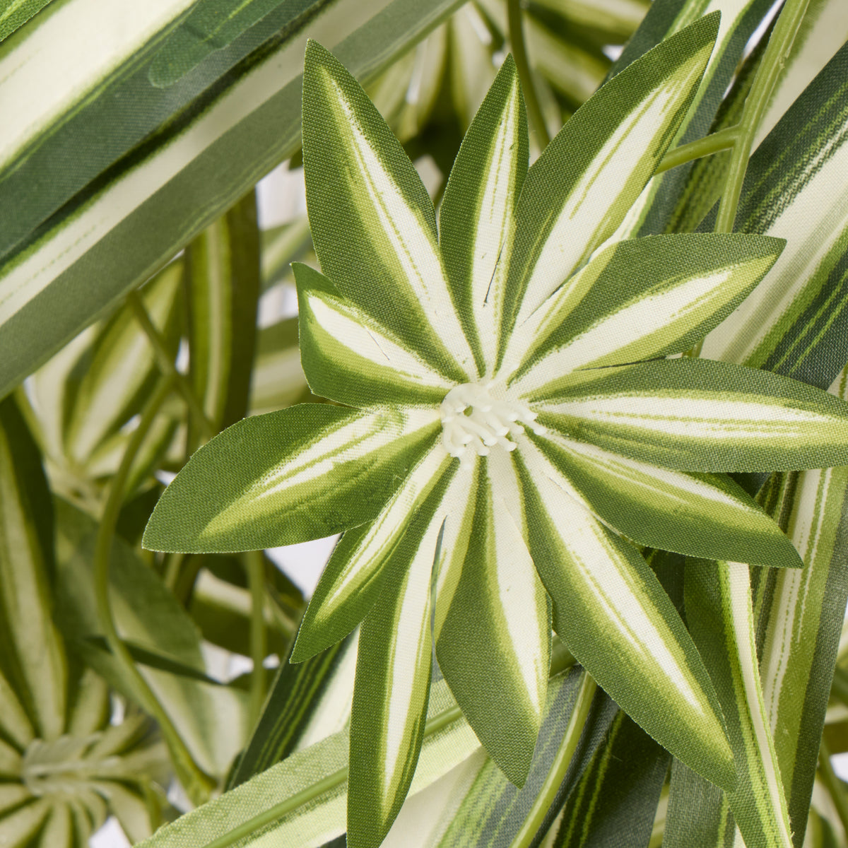 Rogue Spider Plant - Garden Pot Green