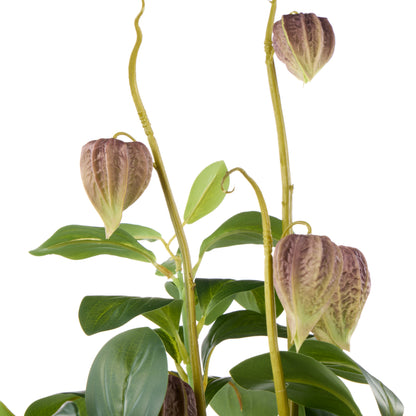 Faux Chinese Lantern Lush Leaf - Maliah Pot Wide | Green - 55cm