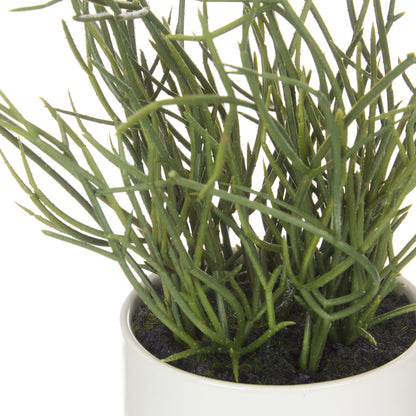 Rogue Mistletoe Cactus Pot Green