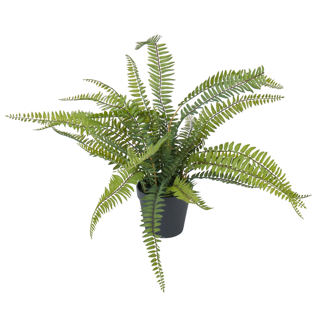 Rogue Boston Fern - Garden Pot Green