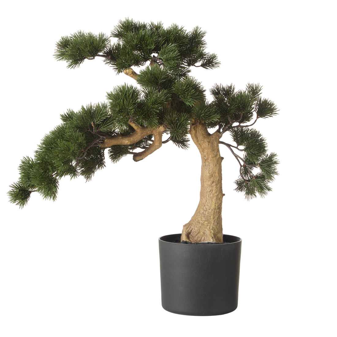 Rogue Pine Bonsai - Garden Pot Green