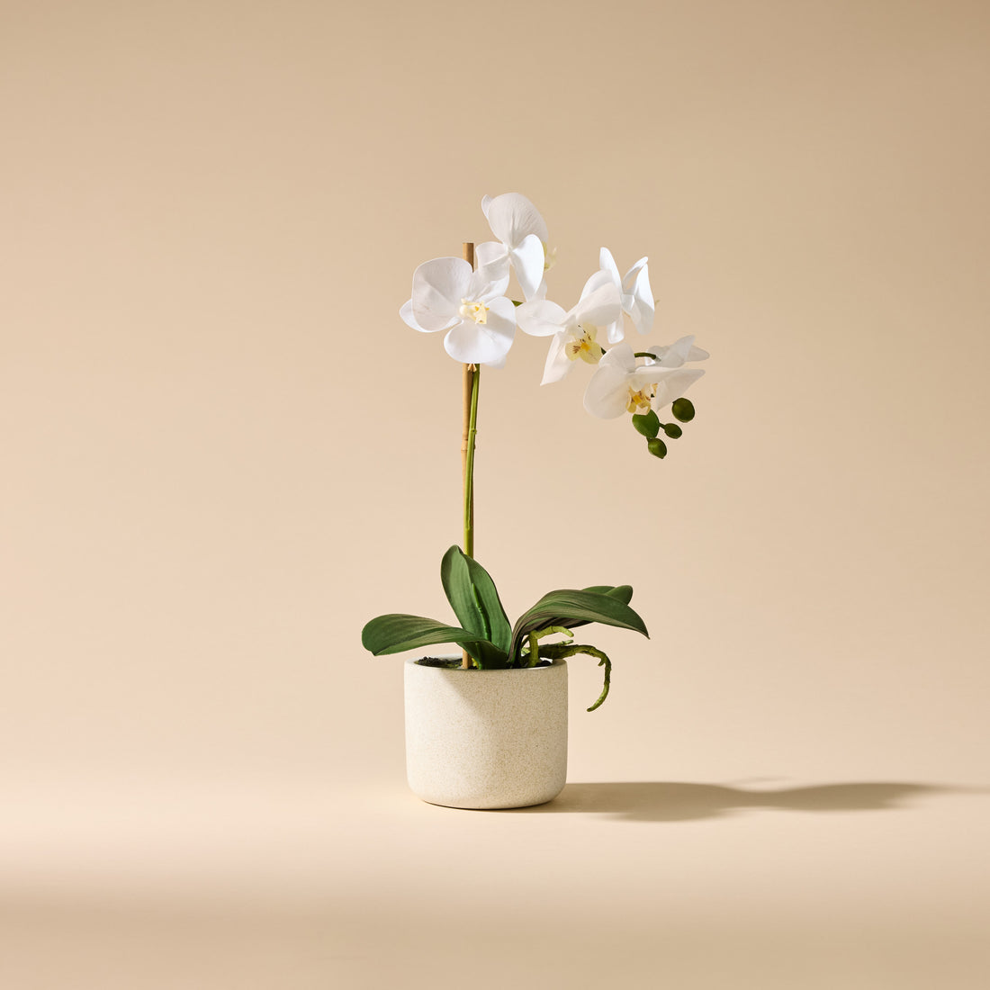 Faux Butterfly Orchid - Smooth Pot | 45cm