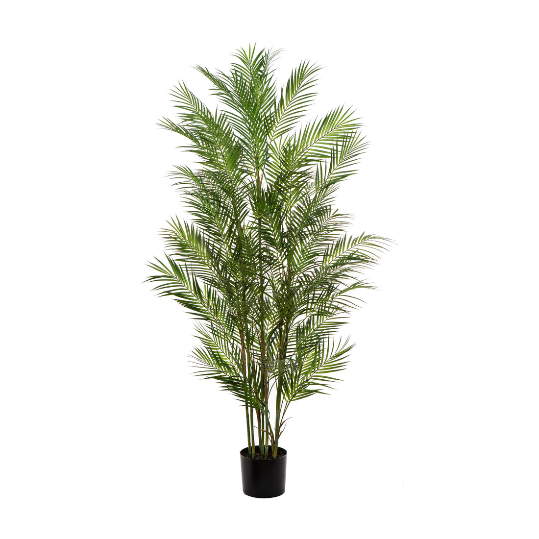 Rogue Phoenix Palm - Garden Pot Green
