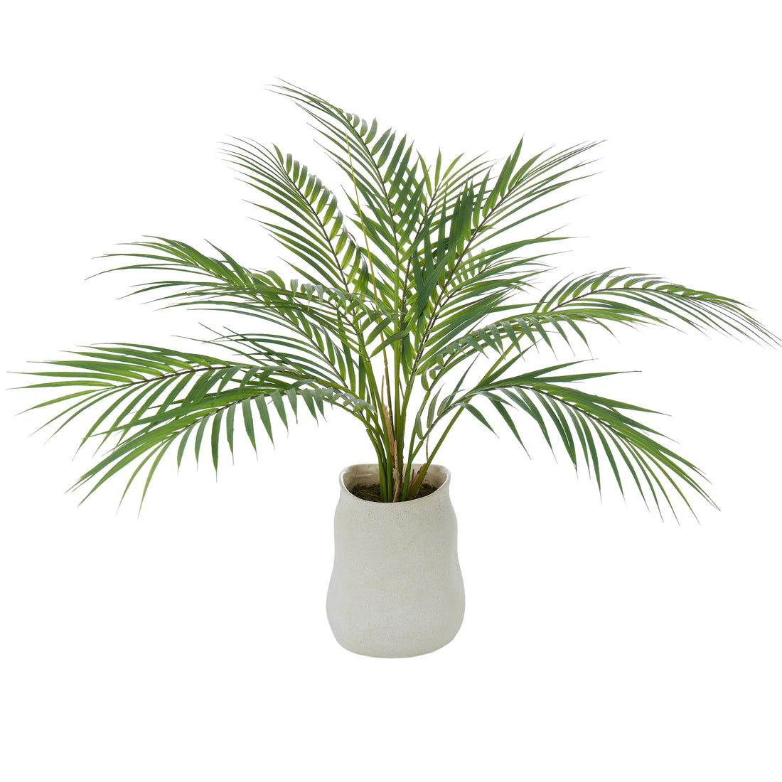Rogue Phoenix Palm - Maliah Pot Green &amp; Cream