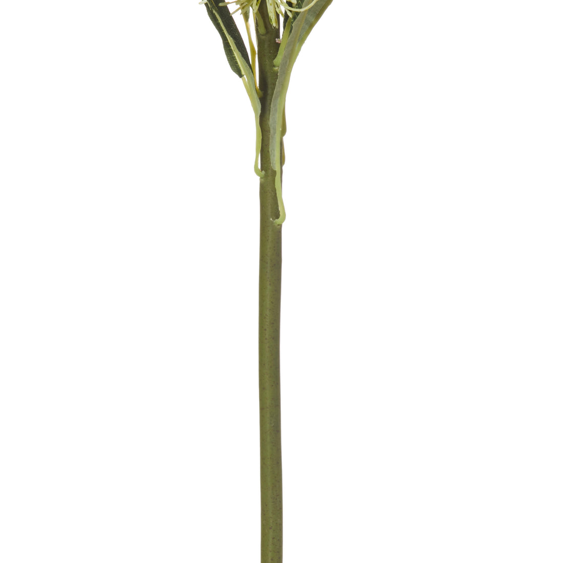 Faux Coastal Banksia Stem | Green - 63cm