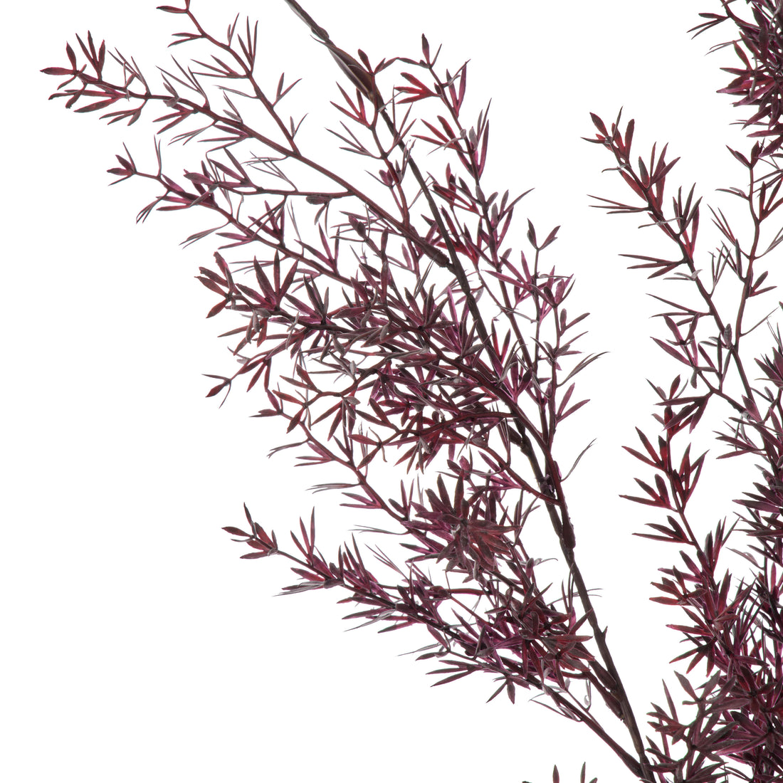 Rogue Tea Leaf Spray Burgundy
