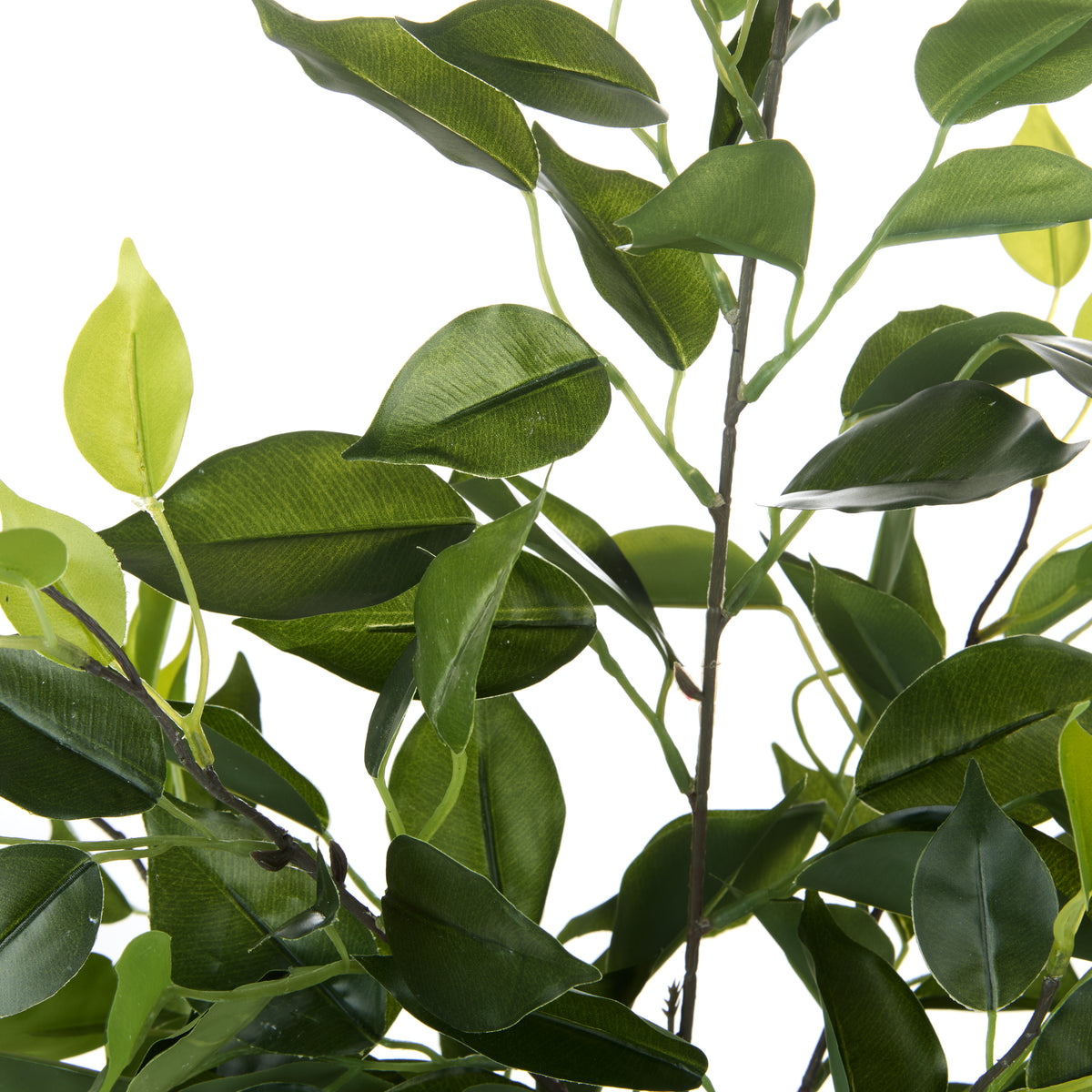 Rogue Ficus Leaf Spray Green