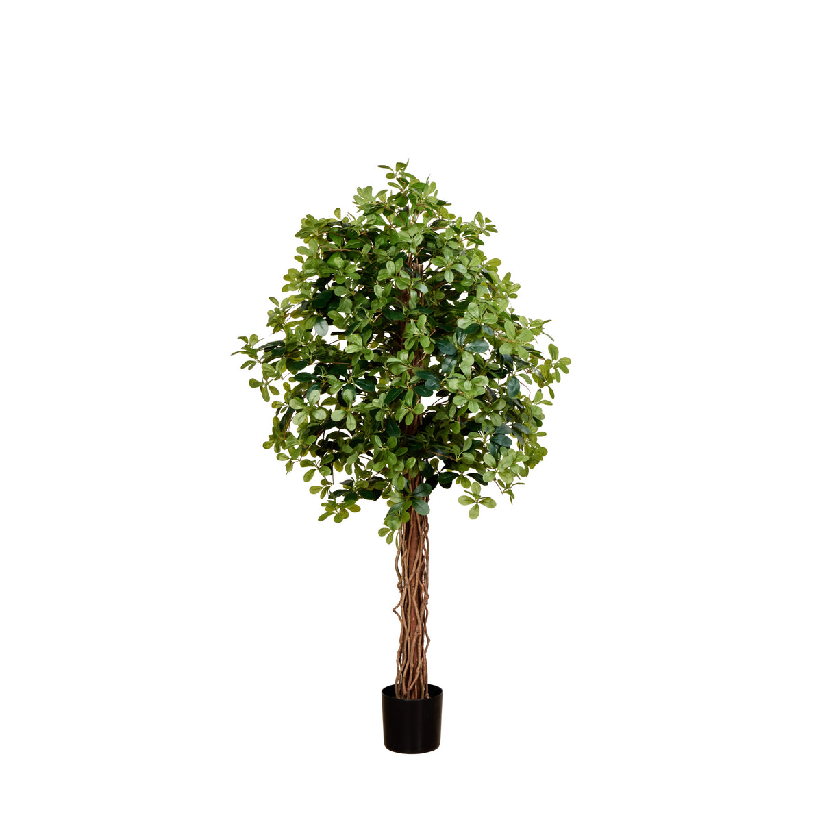 Rogue Banyan Tree - Garden Pot -Green