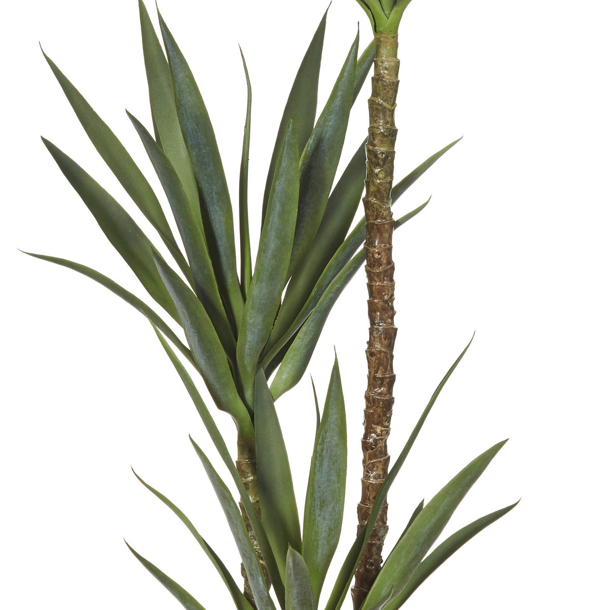 Rogue Dracaena Tree Green