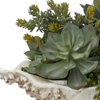 Faux Succulent Mix - Seychelles Clam Vessel | 52cm