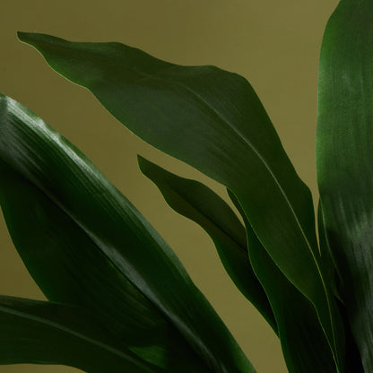 Faux Cast Iron Plant UV Treated | 120cm