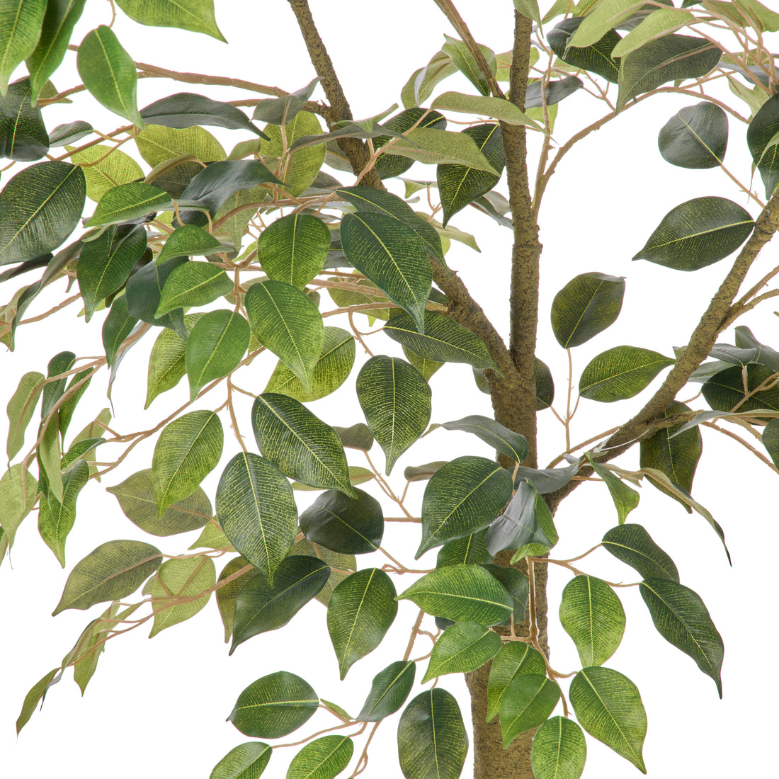 Rogue Ficus Tree Pot  Green