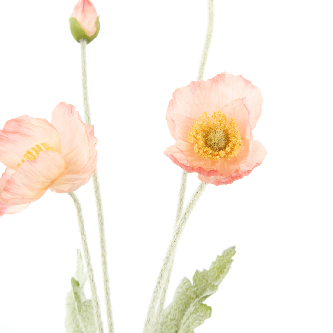 Rogue Poppy Spray Coral