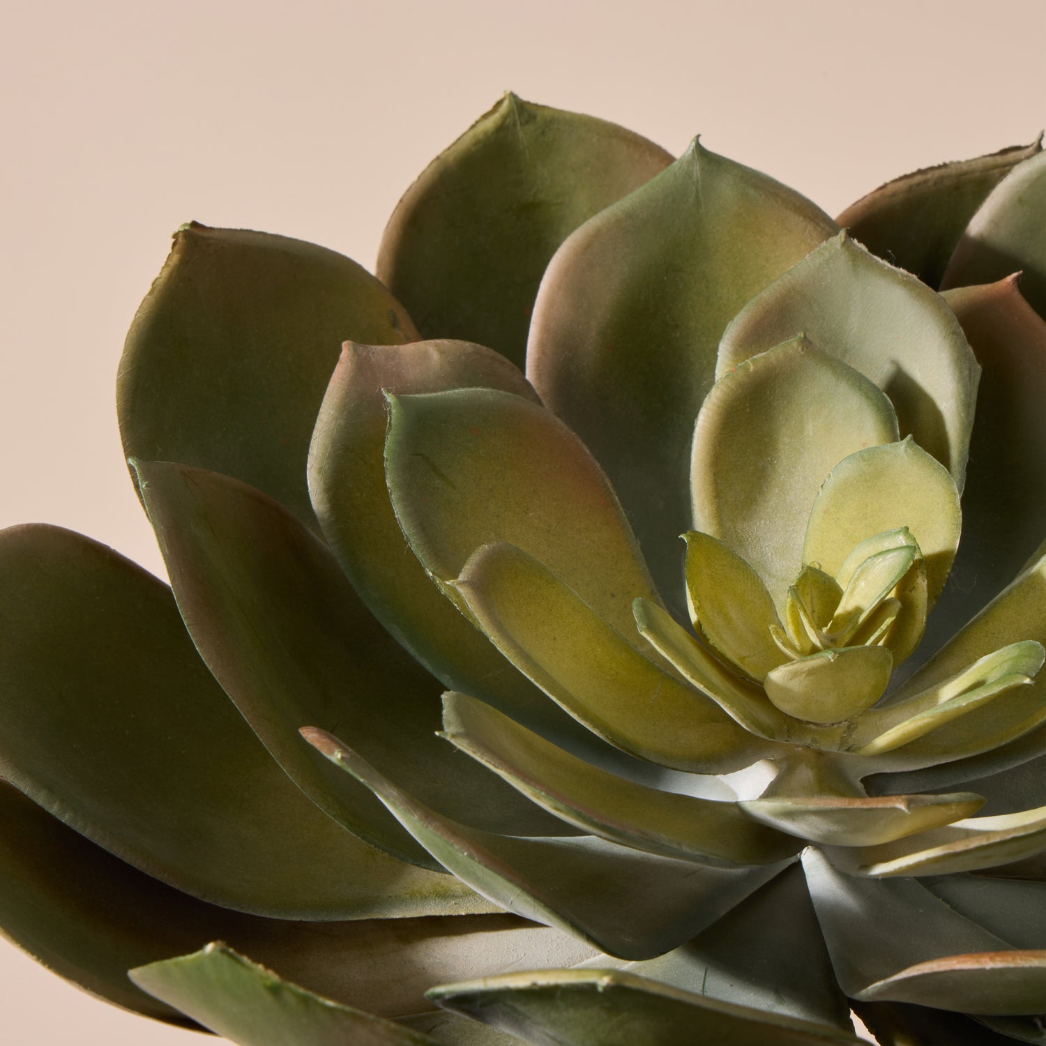 Faux Echeveria Succulent | Green - 18cm