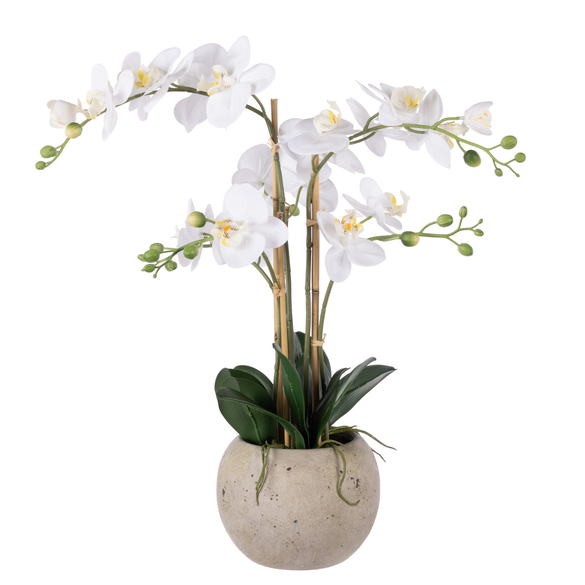Rogue Phalaenopsis Orchid - Textured Round Pot