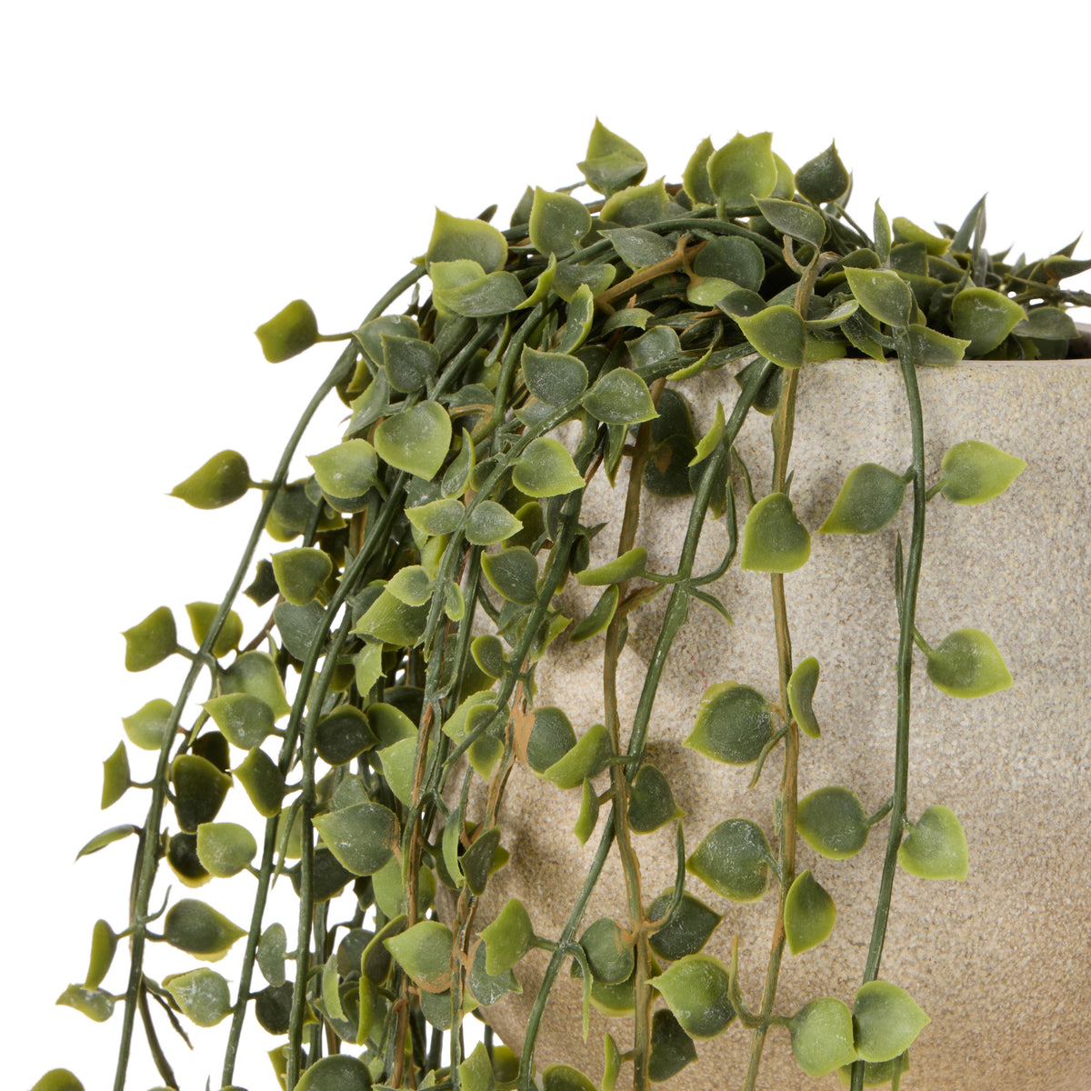 Rogue Million Hearts Plant Green Pot