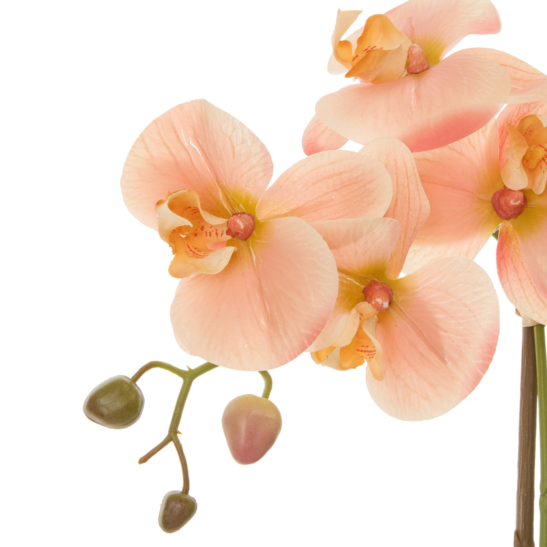 Rogue Phalaenopsis Orchid Pot Coral