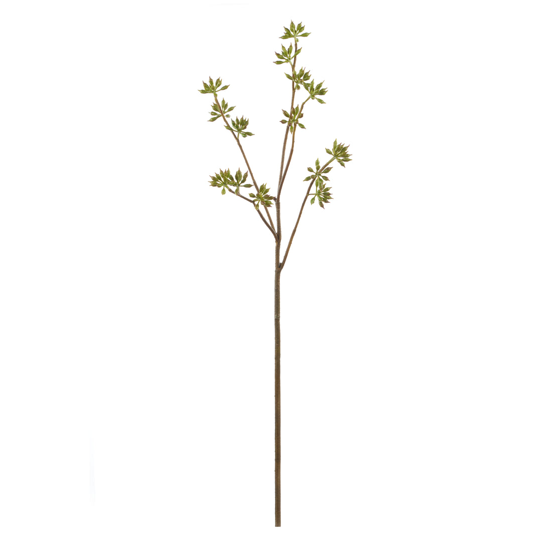 Rogue Eucalyptus Seeding Spray Green