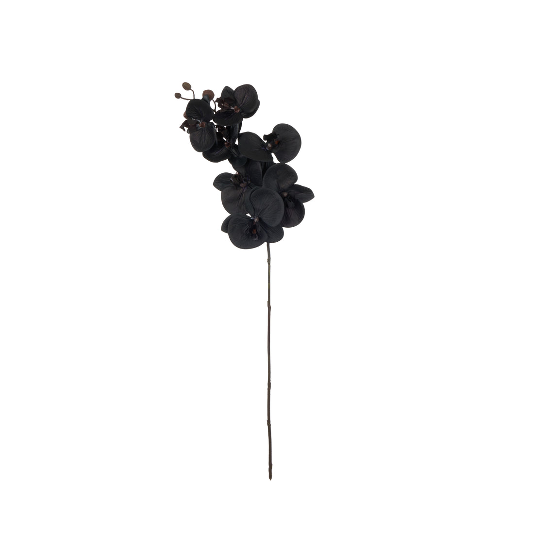 Faux Phalaenopsis Orchid Stem | Black - 72cm