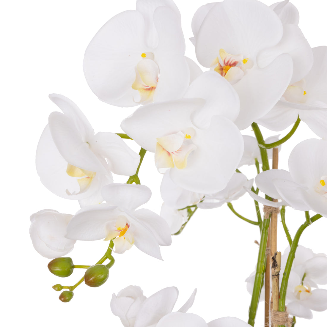Rogue Phalaenopsis Orchid - Pali Metal Bowl White
