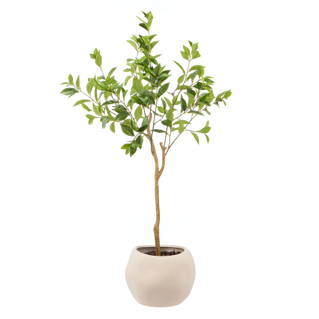 Rogue Ficus - Lyon Organic Bowl Planter Natural