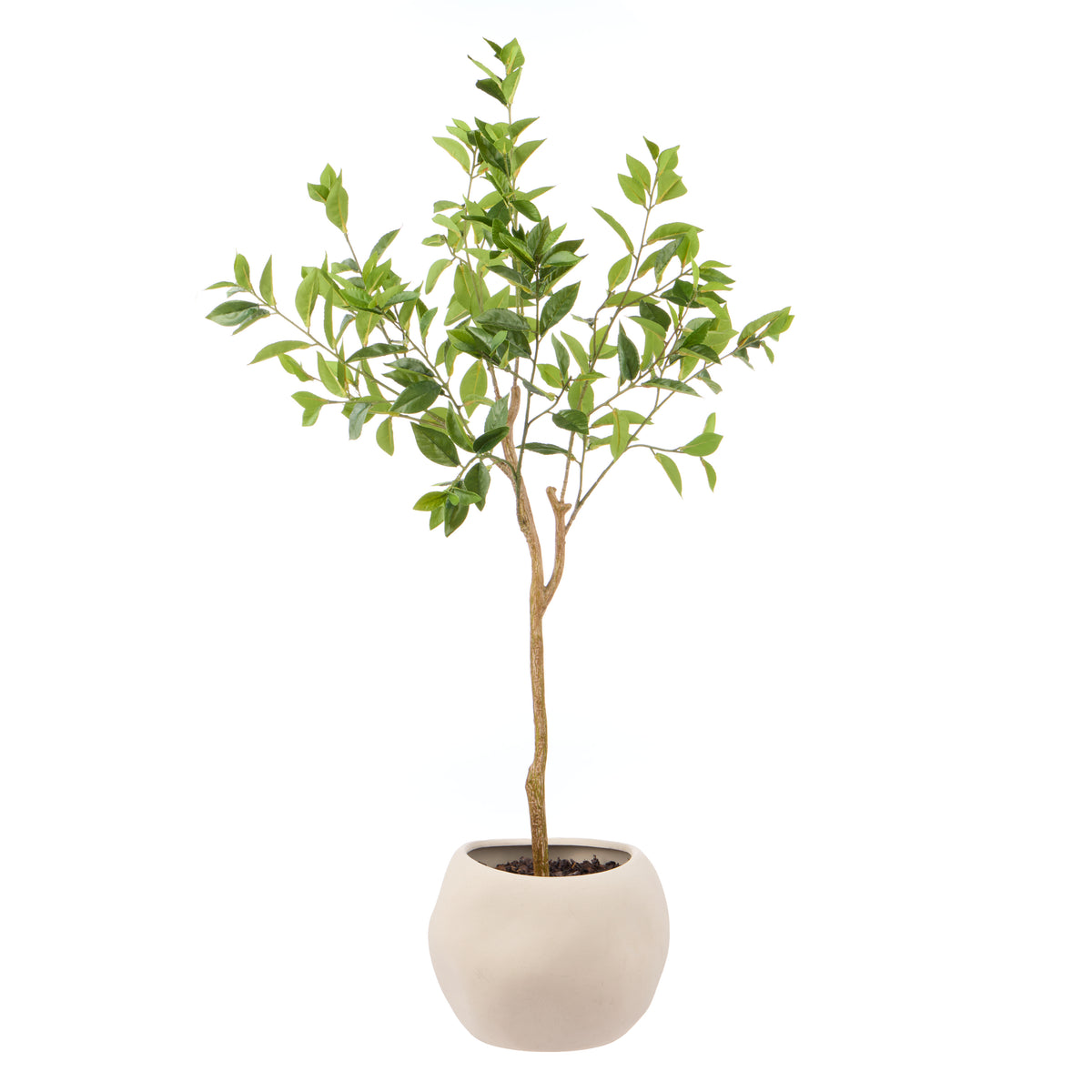 Rogue Ficus - Lyon Organic Bowl Planter Natural